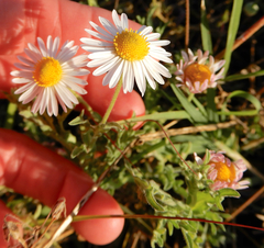 Aphanostephus ramosissimus