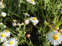 Aphanostephus ramosissimus