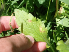 Septoria erigerontis