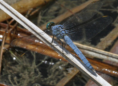 Erythemis collocata