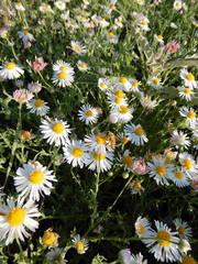 Aphanostephus ramosissimus