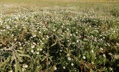 Aphanostephus ramosissimus