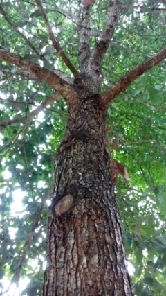 Mexican Royal Oak