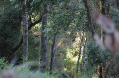 Nothofagus obliqua