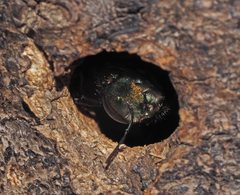 Xylocopa aerata
