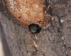 Xylocopa aerata