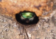 Xylocopa aerata