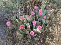 Opuntia basilaris treleasei