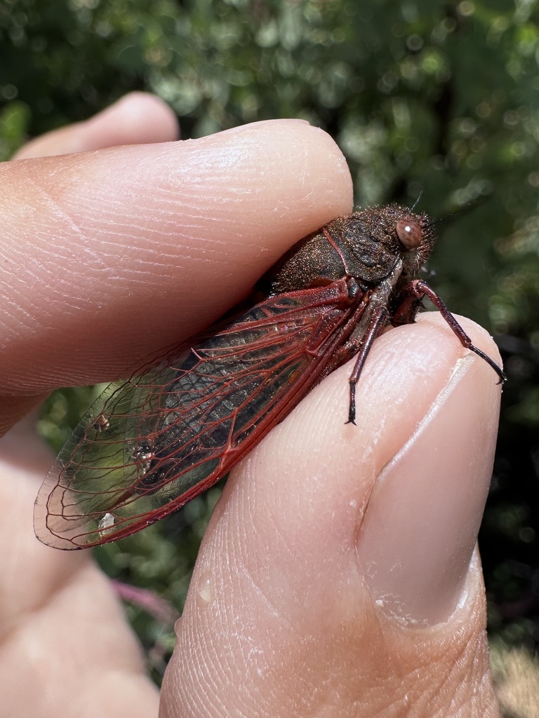 Tibicinoides rubrovenosa