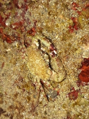 Thalamitinae