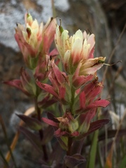 Castilleja affinis neglecta