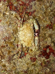 Thalamitinae