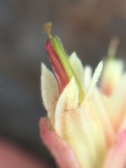 Castilleja affinis neglecta