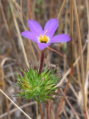 Leptosiphon androsaceus
