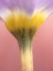 Leptosiphon androsaceus