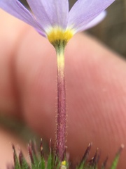 Leptosiphon androsaceus