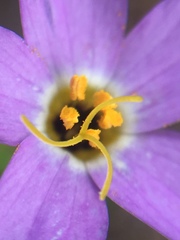 Leptosiphon androsaceus