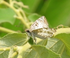 Antigonus emorsa