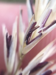 Calamagrostis ophitidis