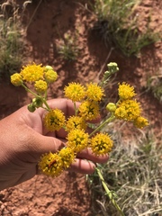 Hymenopappus flavescens