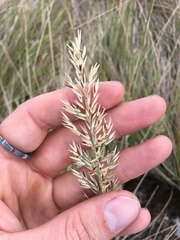 Calamagrostis ophitidis