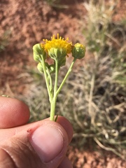 Hymenopappus flavescens
