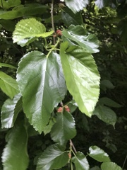 Morus nigra
