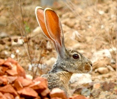 Lepus alleni