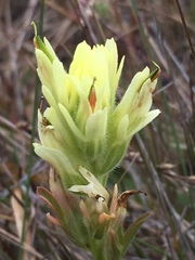 Castilleja affinis neglecta