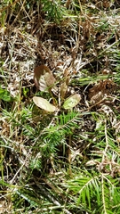 Pyrola elliptica