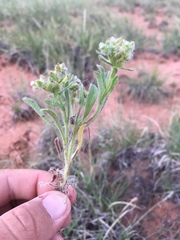 Cryptantha crassisepala