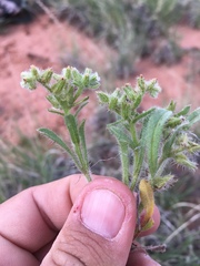 Cryptantha crassisepala