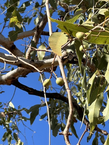 Corymbia dichromophloia, 2024-06-15