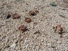 Dudleya cymosa pumila