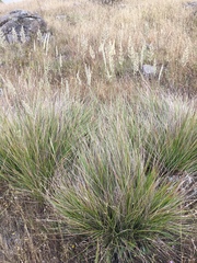 Calamagrostis ophitidis