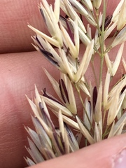 Calamagrostis ophitidis