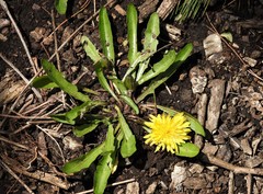 Taraxacum palustre