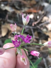 Lophioprason