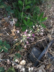 Lophioprason