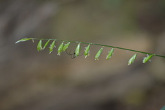Melica mutica