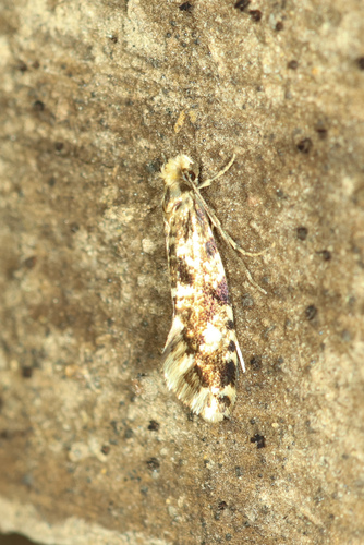 European grain moth photo 4