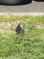 Columba livia domestica