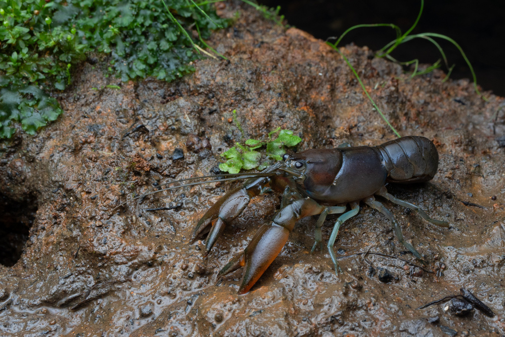 Cherax leckii