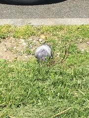 Columba livia domestica