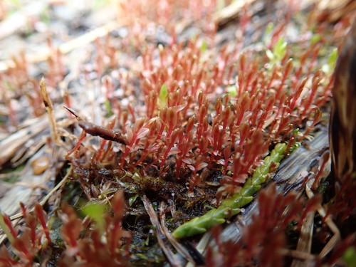 Image of Rhizomnium magnifolium by no rights reserved