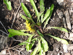Taraxacum palustre
