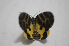 Pantherodes pardalaria