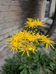 Senecio ampullaceus