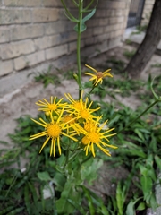 Senecio ampullaceus