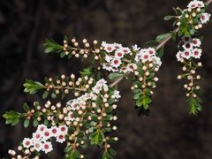 Thryptomene calycina